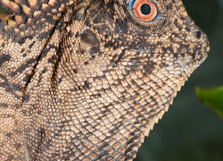 Gonocephalus chamaeleontinus – agama kątogłowa, kątogłówka kameleonowata, drakun kameleonowaty