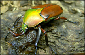 Eudicella aethiopica