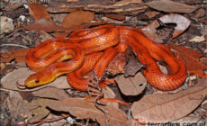 Pantherophis obsoletus