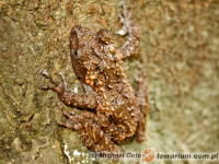 Theloderma gordoni