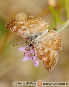 Hesperiidae – karłątkowate