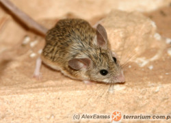 Calomyscus spp. – myszochomik