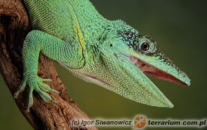 Anolis equestris – anolis kubański