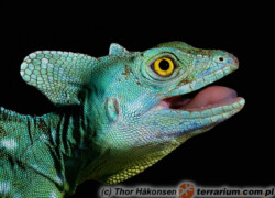 Basiliscus plumifrons – bazyliszek płatkogłowy