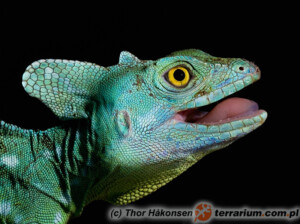 Basiliscus plumifrons – bazyliszek płatkogłowy