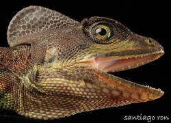 Basiliscus galeritus – bazyliszek ekwadorski