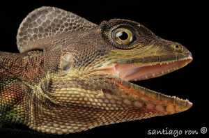 Basiliscus galeritus – bazyliszek ekwadorski