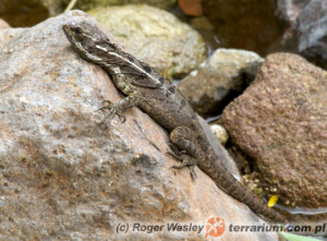 Basiliscus basiliscus – bazyliszek zwyczajny