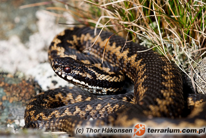 Vipera berus - żmija zygzakowata