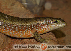 Eutropis (Mabuya) multifasciata – mabuja wielopręga*