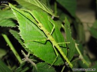 Parapachymorpha spiniger