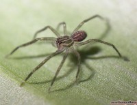 Phoneutria boliviensis – wałęsak brazylijski*