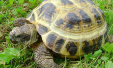 Prawidłowe warunki dla żółwi stepowych (Testudo horsfieldii)