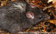 Rattus rattus – szczur śniady