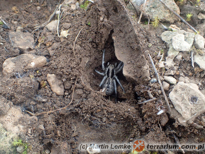 Lycosa praegrandis - lokalizacja prowincja Novo Selo Plovdiv, Bułgaria