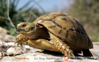 Testudo graeca – żółw mauretański, iberyjski, śródziemnomorski