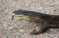 Varanus panoptes – waran