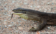 Varanus panoptes