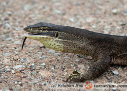 Varanus panoptes – waran