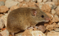 Mus musculus – mysz domowa