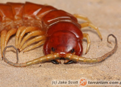 Scolopendra alternans