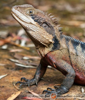 Intellagama (Physignathus) lesueurii – australijska agama wodna*