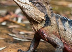 Intellagama (Physignathus) lesueurii – australijska agama wodna*