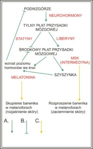 Wpływ hormonów na ubarwienie płazów i rodzaje pigmentów