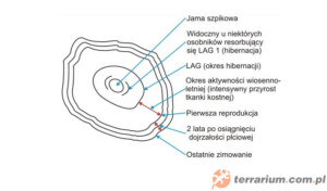 Sposoby określania wieku u płazów i gadów