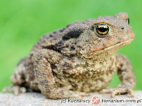 Bufo bufo – ropucha szara