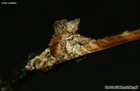 Phenacephorus latifemur