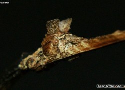 Phenacephorus latifemur