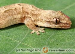 Lepidodactylus lugubris – gekon płaczący