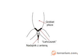 Telemetria w badaniach owadów i płazów