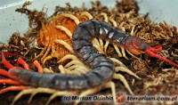 Scolopendra subspinipes