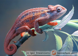 Trioceros rudis – kameleon