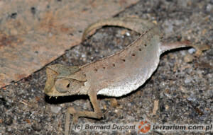 Brookesia therezieni