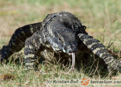 Varanus varius – waran kolorowy