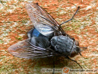 Calliphoridae – plujki