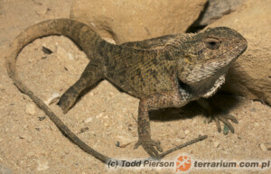 Calotes versicolor – agama ogrodowa