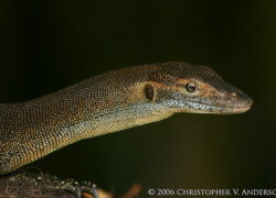 Varanus mertensi – waran Mertensa