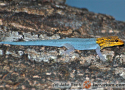 Lygodactylus luteopicturatus – gekon żółtogłowy