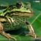 Rana esculenta – żaba wodna