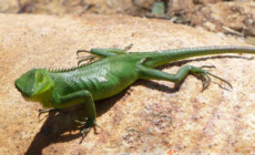 Calotes calotes – agama