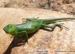 Calotes calotes – agama