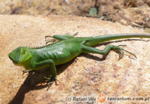 Calotes calotes – agama