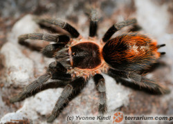 Plesiopelma longisternale – ptasznik