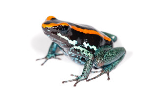 Phyllobates vittatus – liściołaz paskowany