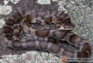 Lampropeltis triangulum – lancetogłów mleczny