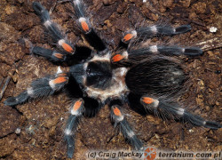 Brachypelma auratum – ptasznik